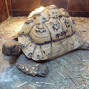 Leopard Tortoise