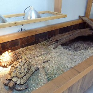 Leopard Tortoise Exhibit