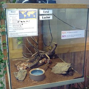 Osage Copperhead Exhibit