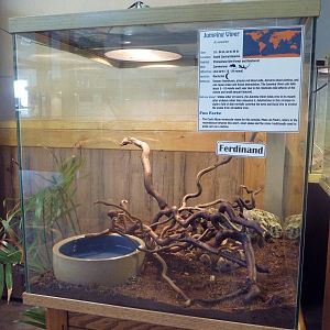 Jumping Viper Exhibit