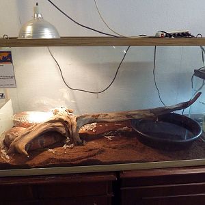 Red-Blood Python Exhibit