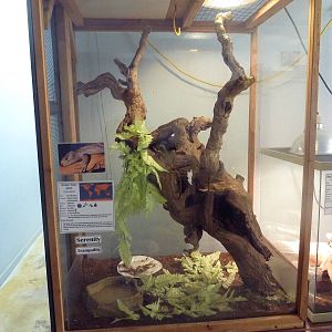 Monkey-Tailed Skink Exhibit