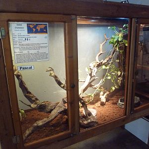 Veiled Chameleon Exhibit