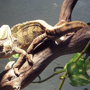 Veiled Chameleon