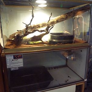 False Water Cobra + American Alligator Exhibits