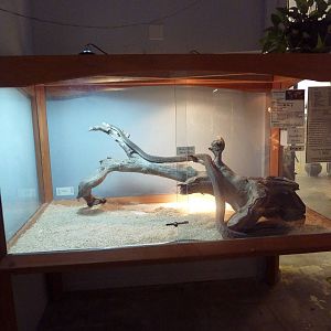 Black Mamba Exhibit