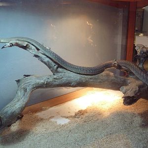 Black Mamba Exhibit