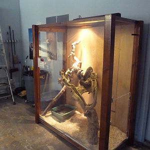 Argentine Boa Exhibit