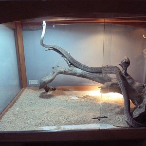 Black Mamba Exhibit