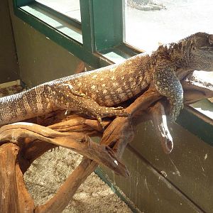 Black-Throated Monitor