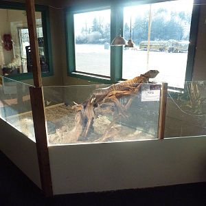 Black-Throated Monitor Exhibit