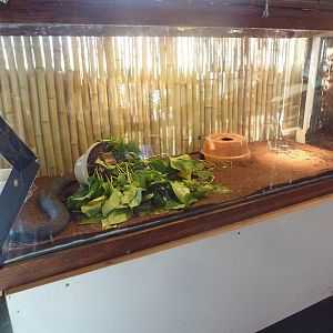 Black Spitting Cobra Exhibit (with a crack in the glass!)