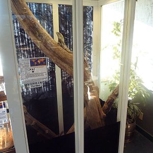 Frilled Lizard Exhibit