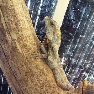 Frilled Lizard