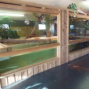 American Alligator Exhibit