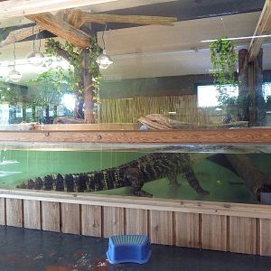 American Alligator Exhibit