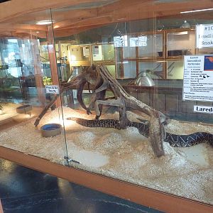 Eastern Diamondback Rattlesnake Exhibit