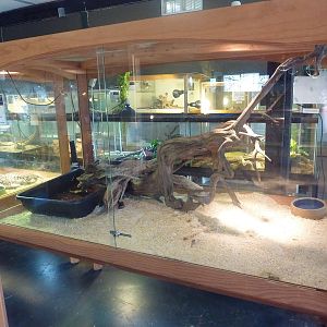 Black Forest Cobra Exhibit
