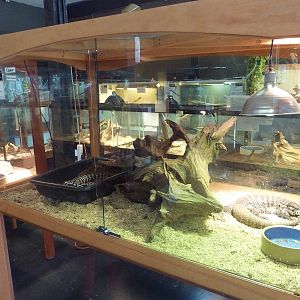 Black + White Tegu Exhibit
