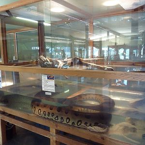 Green Anaconda Exhibit