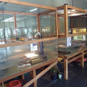 Florida Soft Shell Turtle + Green Anaconda Exhibits