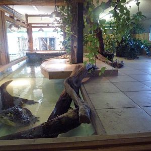 American Alligator Exhibit