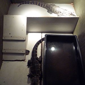 American Alligator Exhibit (3 Juveniles)