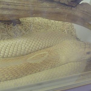 Albino Monocled Cobra