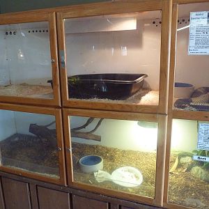 Banded Egyptian Cobra + Blue-Tongued Skink Exhibits