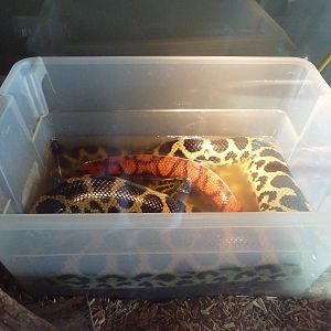 Rainbow Boa + Yellow Anaconda Water Container - Yikes!