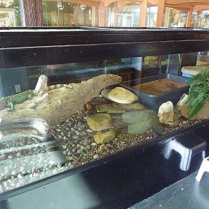 Caiman Lizard Exhibit
