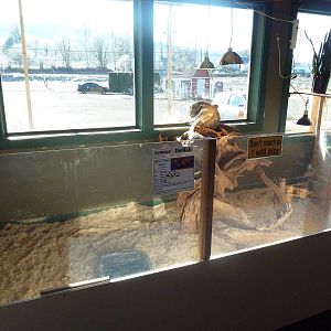 Black-Throated Monitor Exhibit