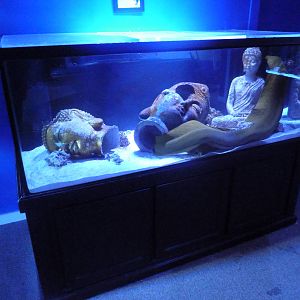 Green Moray Eel Exhibit