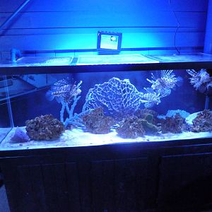 Red Lionfish/Tiger Reef Eel/Tessellata Moray Eel Exhibit