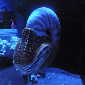 Chambered Nautilus