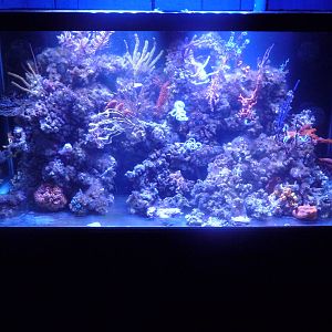 Tropical Reef Tank