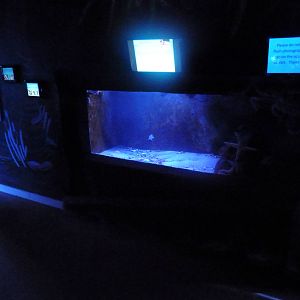 Pacific Octopus Tank