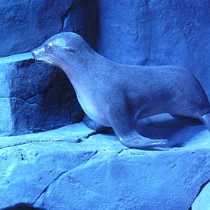 Seal Statue