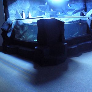 Wolf Eel Tank (Future Puffin Exhibit?)