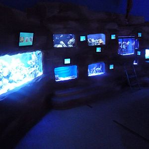 Assorted Jewel Tanks