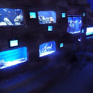 Assorted Jewel Tanks