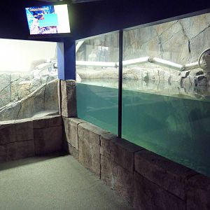Future Small-Clawed Otter Exhibit