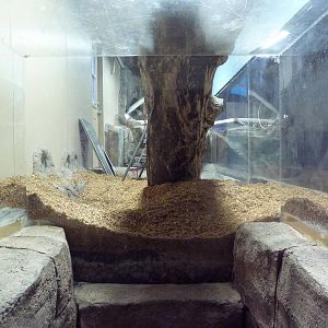 Future Small-Clawed Otter Exhibit (Visitor Section)