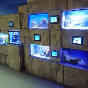 Assorted Jewel Tanks