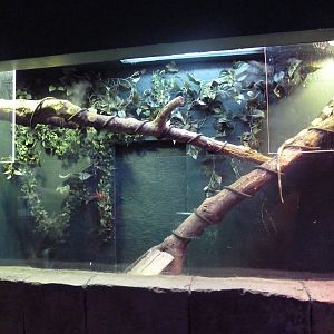 Green Iguana/Caiman Lizard Exhibit