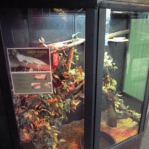 Green Iguana Exhibit
