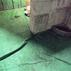 African Spurred Tortoise Exhibit (disgracefully tiny)