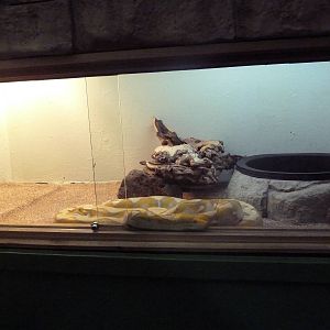 Reticulated Python Exhibit