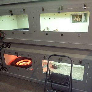 Large Snake Exhibits