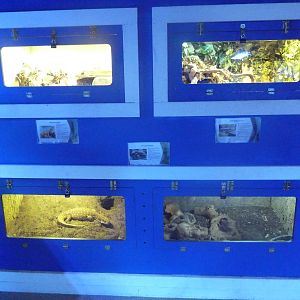 Bearded Dragon + Blue-Tongued Skink + Savannah Monitor Exhibits